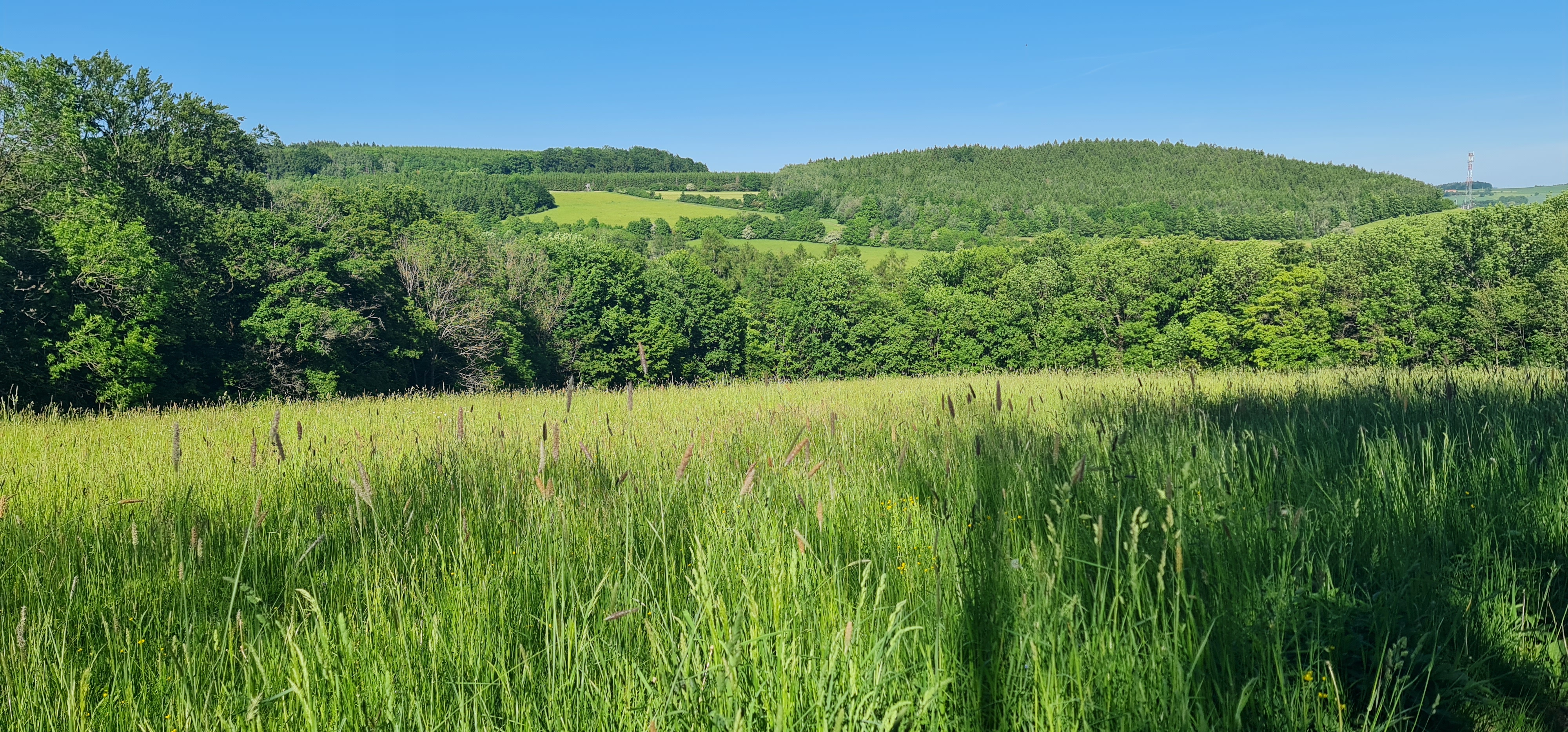 Louka u stanoviště — krajina